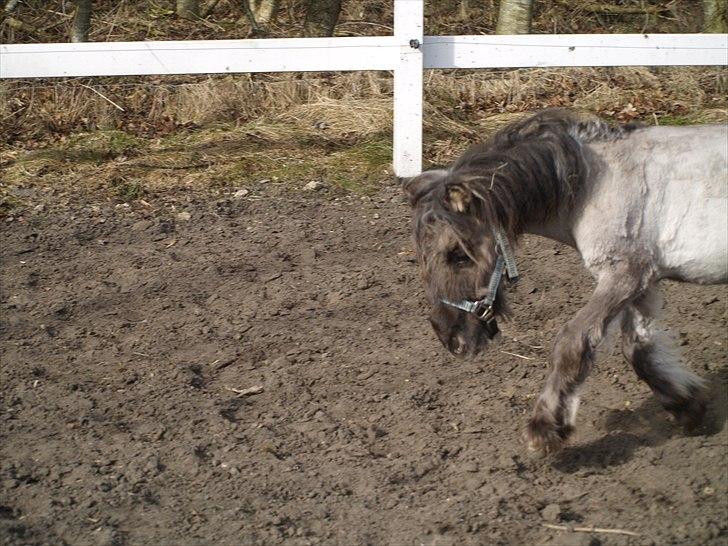 Anden særlig race Følle*solgt* billede 8