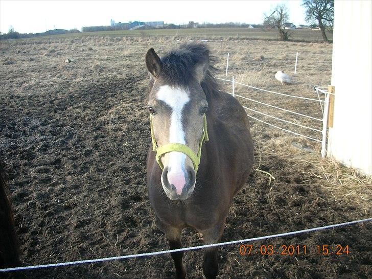 Welsh Mountain (sec A) pixeline star light ( Tidl. pony) billede 6