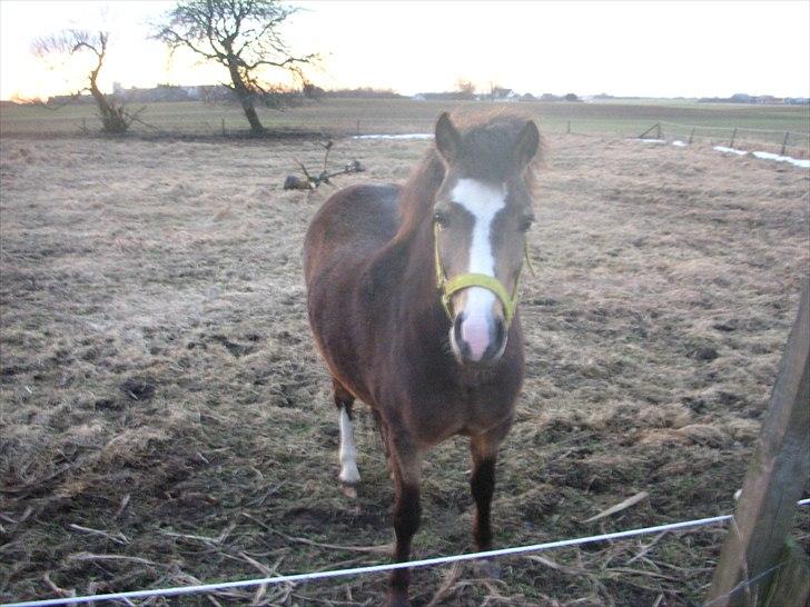 Welsh Mountain (sec A) pixeline star light ( Tidl. pony) billede 9