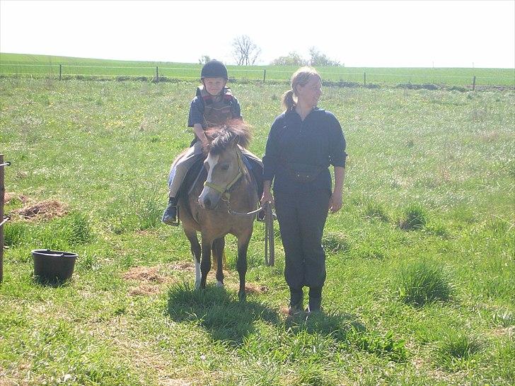 Welsh Mountain (sec A) pixeline star light ( Tidl. pony) billede 4