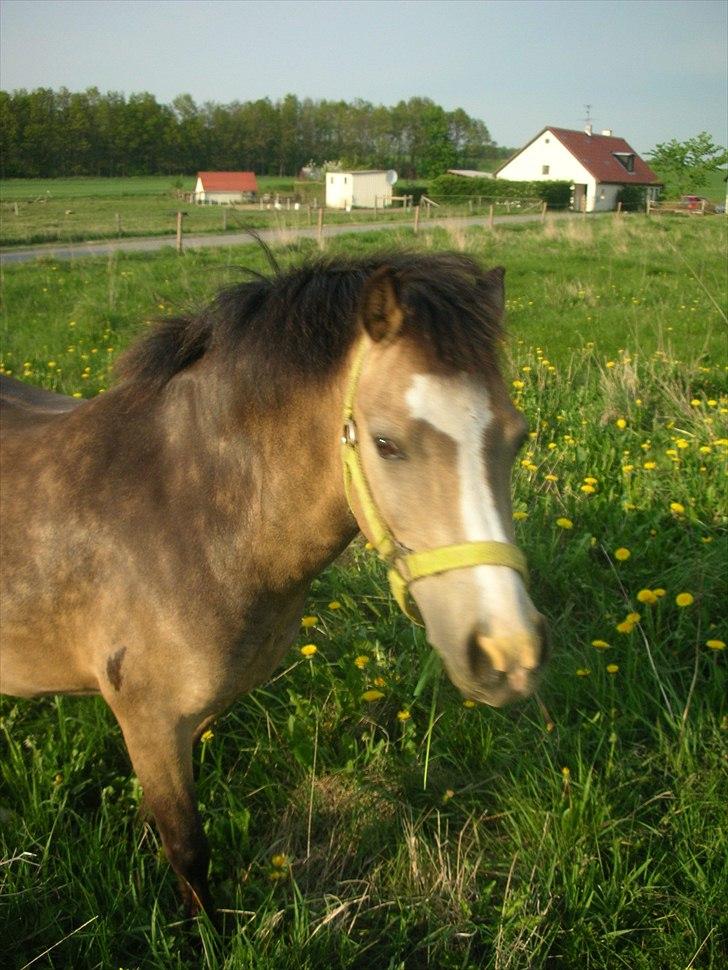 Welsh Mountain (sec A) pixeline star light ( Tidl. pony) billede 7