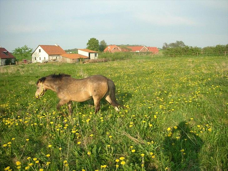 Welsh Mountain (sec A) pixeline star light ( Tidl. pony) billede 8