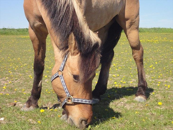Anden særlig race Åbygårds Tornado - PÅ FOLD FOR FØRSTE GANG billede 7