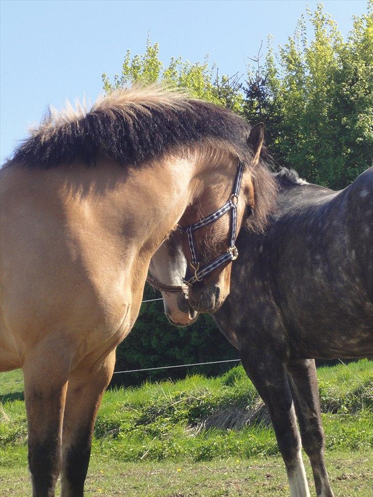 Anden særlig race Åbygårds Tornado - STIFT KAN MAN DA STÅ billede 9