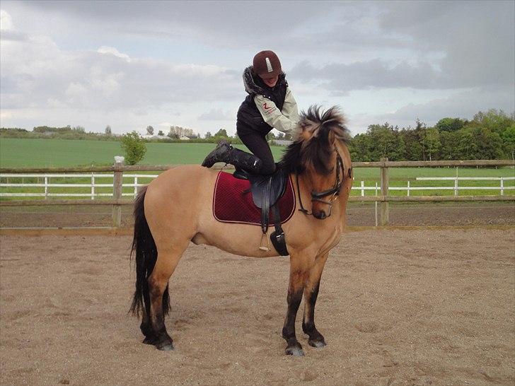 Anden særlig race Åbygårds Tornado - OP PÅ KNÆ OG TORNADO STÅR STILLE HI HI billede 12
