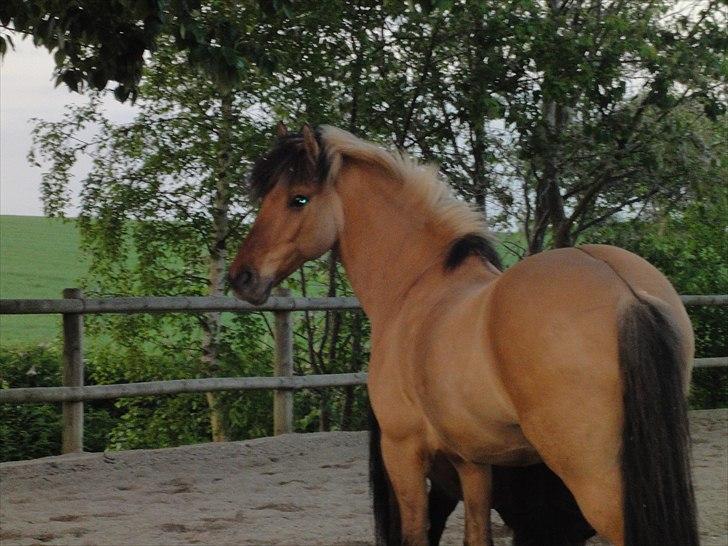 Anden særlig race Åbygårds Tornado - FRI PÅ RIDEBANEN FOR FØRSTE GANG billede 13