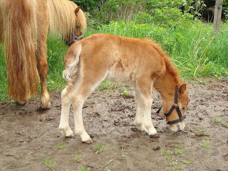 Shetlænder Engens Hulda billede 2
