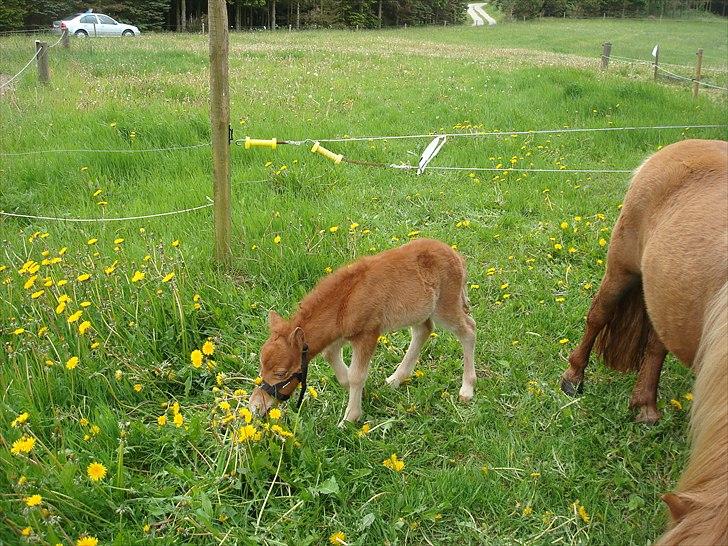 Shetlænder Engens Hulda billede 3