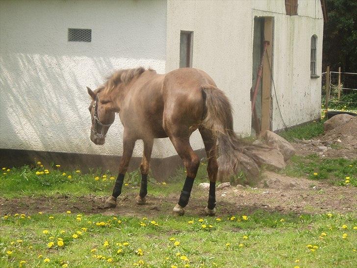Anden særlig race laura solgt billede 10