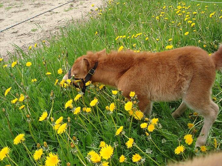 Shetlænder Engens Hulda billede 4