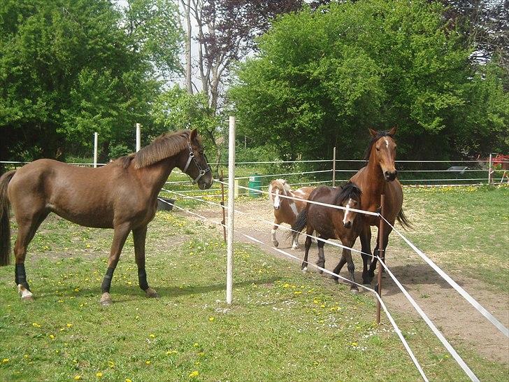 Anden særlig race laura solgt billede 11