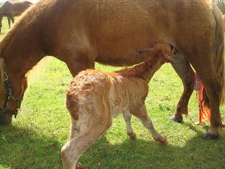 Shetlænder Engens Hulda - Her er hun lige født, og skal have det første mælk. billede 5