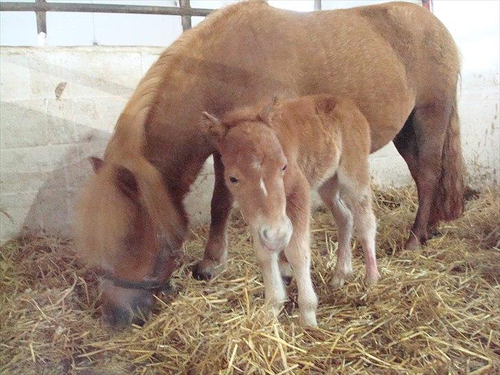 Shetlænder Engens Hulda billede 6