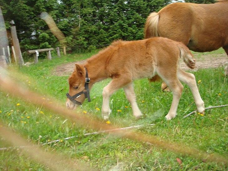 Shetlænder Engens Hulda billede 7