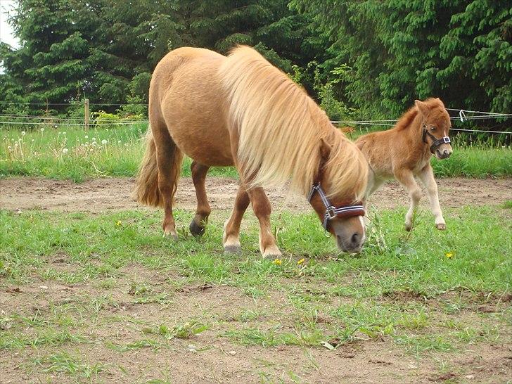Shetlænder Engens Hulda billede 8