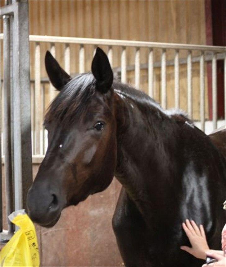 Dansk Varmblod Nørgaards Miss Ginatug billede 3