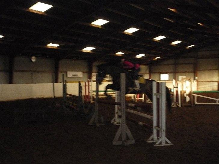 Dansk Varmblod Buegårds Venus solgt :'( - alt hvad vi gør sammen, gør vi så godt som vi kan.. billede 12