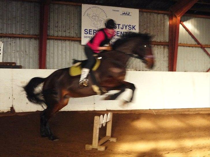 Dansk Varmblod Buegårds Venus solgt :'( - alt hvad vi gør sammen, gør vi så godt som vi kan.. billede 13