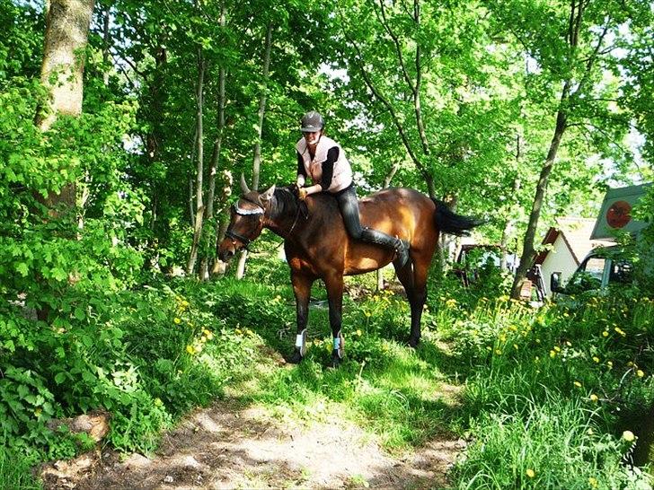 Dansk Varmblod Buegårds Venus solgt :'( - alt hvad vi gør sammen, gør vi så godt som vi kan.. billede 14