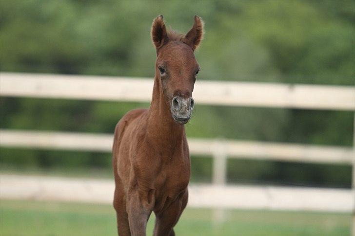 Arabisk fuldblod (OX) Ghasaan - 1 dag gammel Billede Simii billede 3