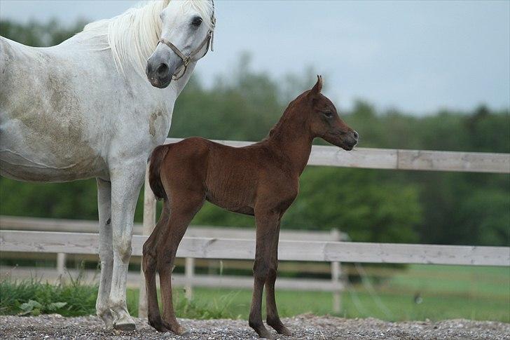 Arabisk fuldblod (OX) Ghasaan - 1 dag gammel Billede Simii billede 4