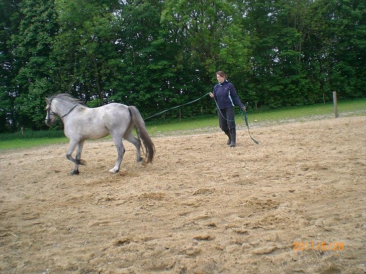 Welsh Mountain (sec A) Mariks Peredur billede 10