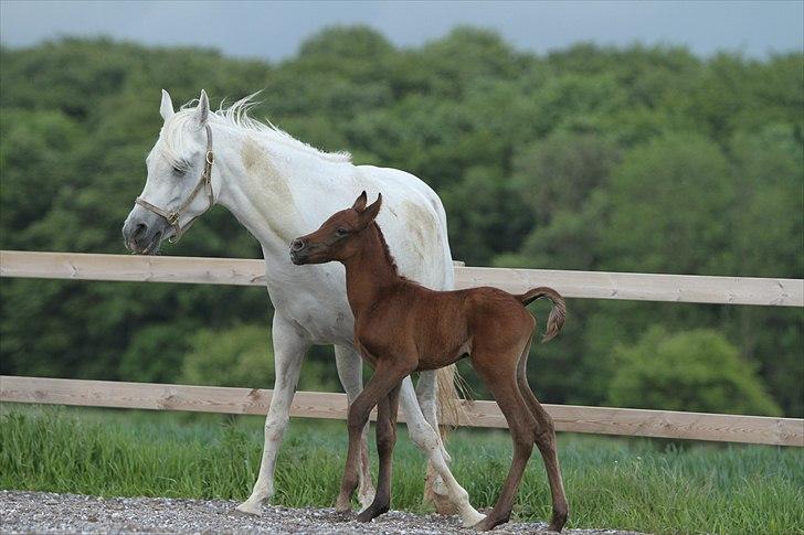 Arabisk fuldblod (OX) Ghasaan - 1 dag gammel Billede Simii billede 5