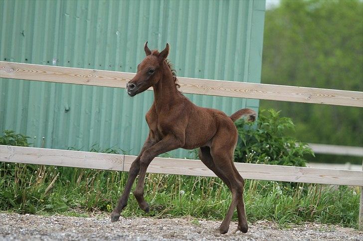 Arabisk fuldblod (OX) Ghasaan - 1 dag gammel Billede Simii billede 6