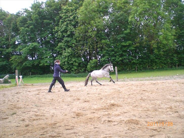 Welsh Mountain (sec A) Mariks Peredur billede 11