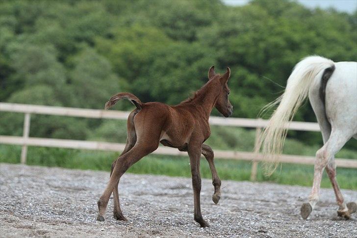 Arabisk fuldblod (OX) Ghasaan - 1 dag gammel Billede Simii billede 7