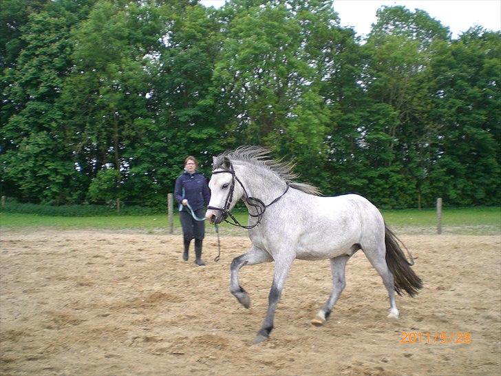 Welsh Mountain (sec A) Mariks Peredur billede 12