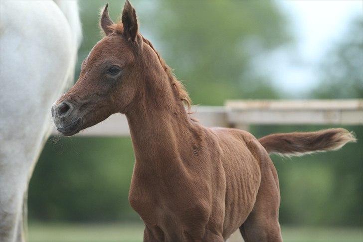 Arabisk fuldblod (OX) Ghasaan - 1 dag gammel Billede Simii billede 8