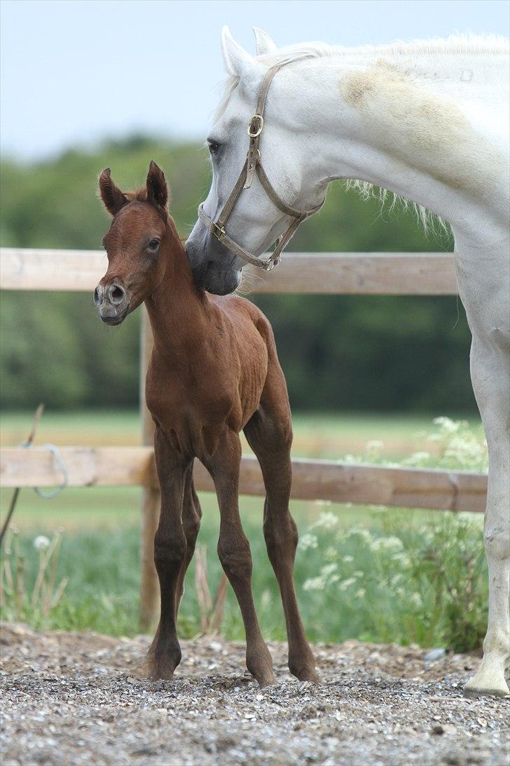 Arabisk fuldblod (OX) Ghasaan - 1 dag gammel Billede Simii billede 9