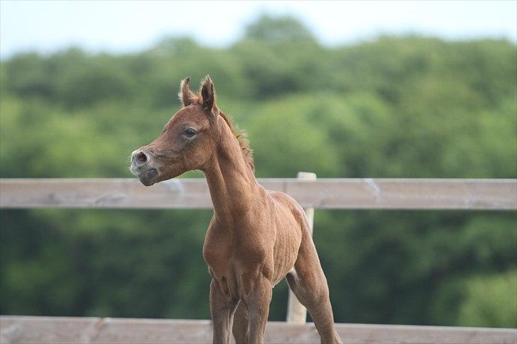 Arabisk fuldblod (OX) Ghasaan - 1 dag gammel Billede Simii billede 10