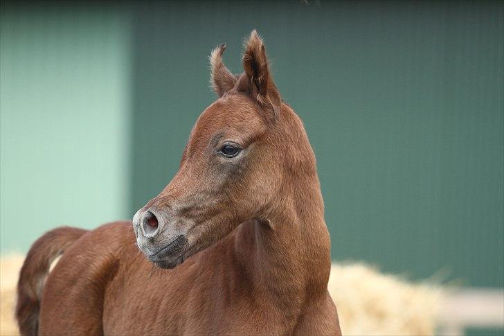 Arabisk fuldblod (OX) Ghasaan - 1 dag gammel Billede Simii billede 11