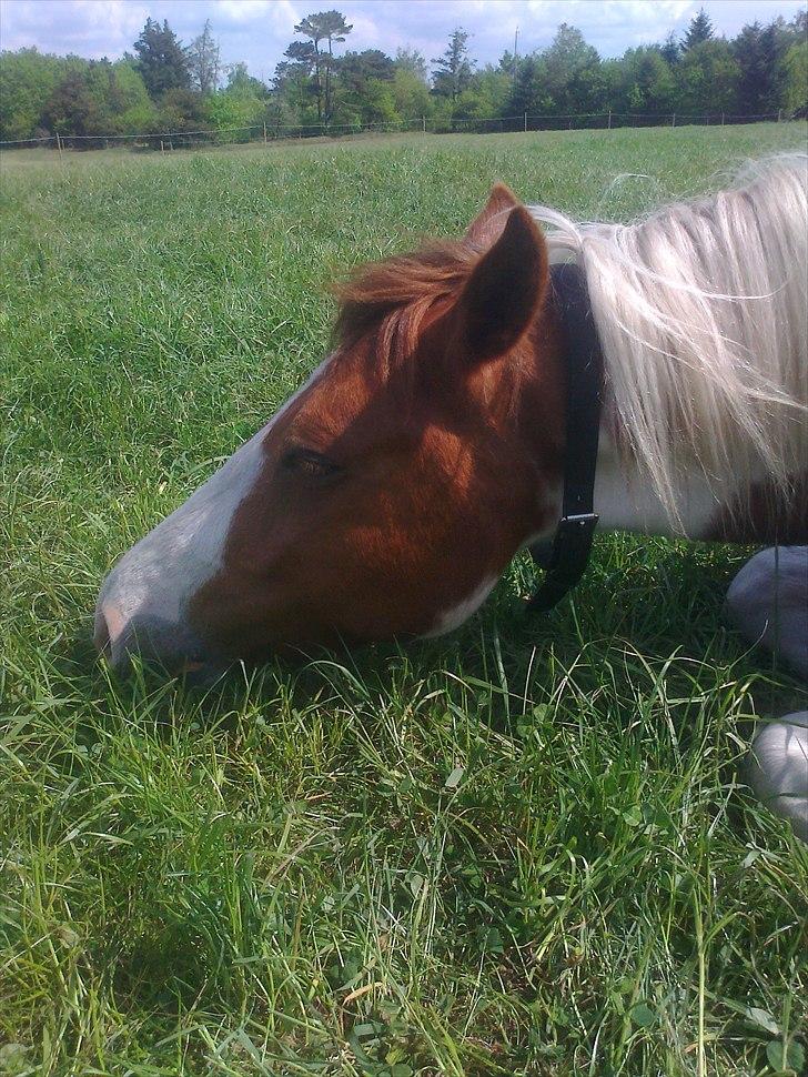 Anden særlig race Sunshine - det er så dejligt at være her ude og solen er også dejlig varm billede 8