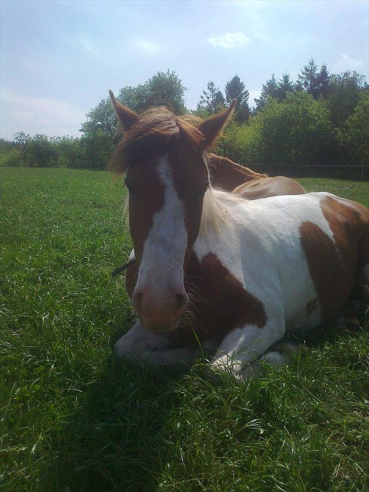 Anden særlig race Sunshine - smarte mig hvornår kommer Emilia ? billede 6