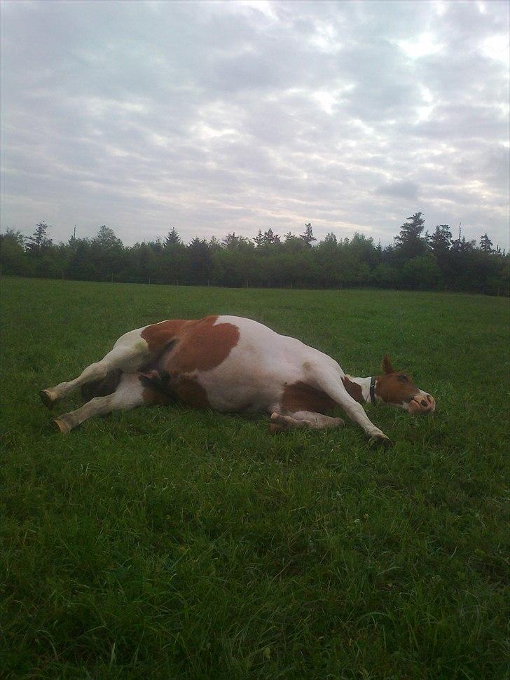Anden særlig race Sunshine - dejlig afslappene billede 9