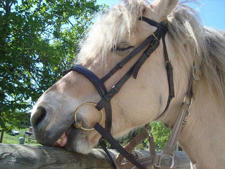 Fjordhest Savoy - Tosse?  billede 14