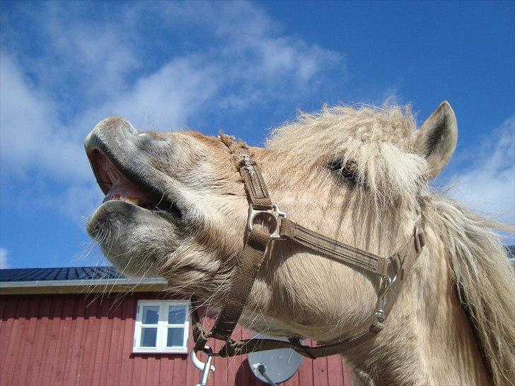 Fjordhest Savoy - It´s Just About Love...:I billede 15