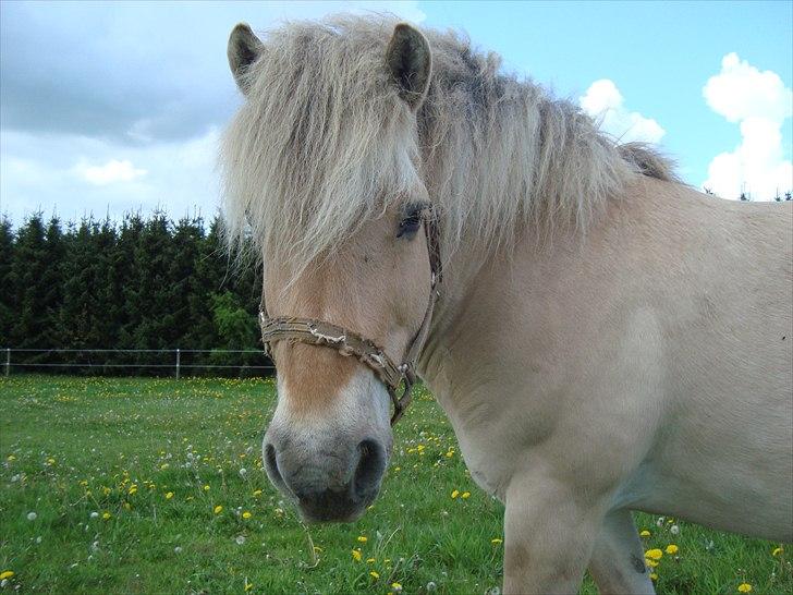 Fjordhest Savoy - Tyksaken på sommerfold <3 Totalt lækkert..... billede 16