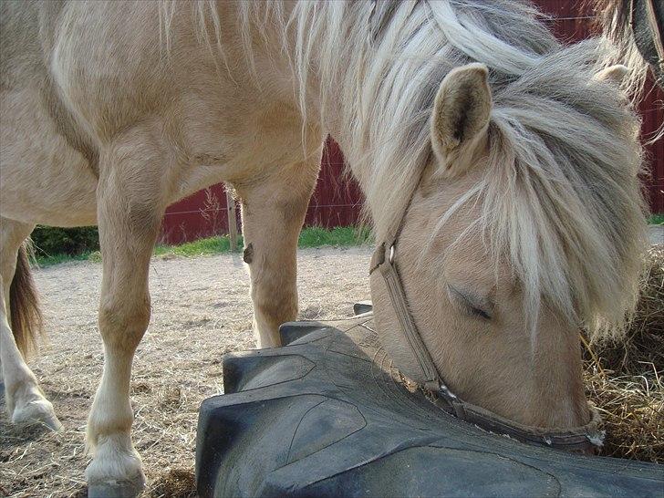 Fjordhest Savoy - Guffeluf :F billede 17