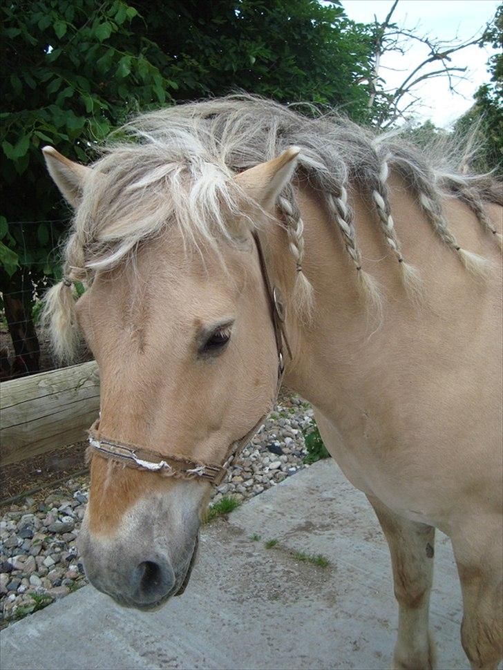 Fjordhest Savoy - Se hvor fin man kan blive...:´) billede 18