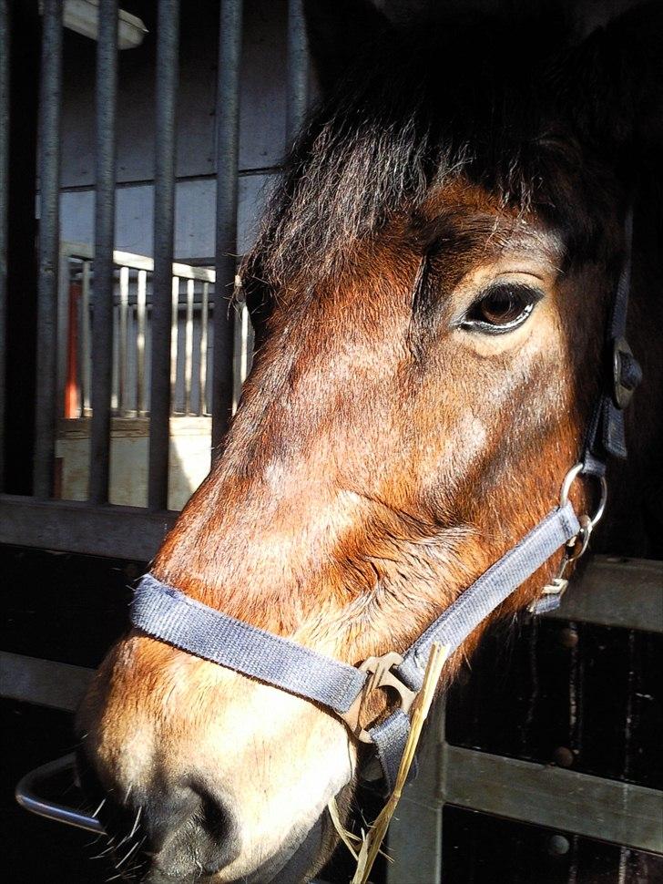 Anden særlig race Charley - <3 Foto Mig billede 11