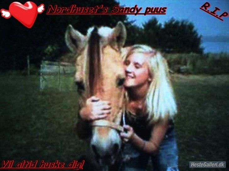 Fjordhest Nordhusets Sandy Puus RIP billede 12