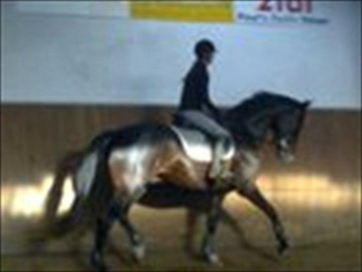 Dansk Varmblod Adopted Følhøj (Adopted A billede 17