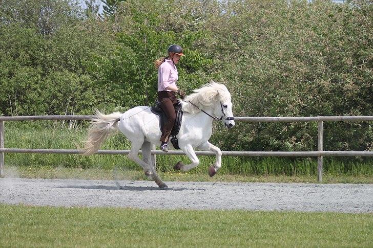 Islænder KRISSA FRA ASHØJ - kæmpe galop! billede 1