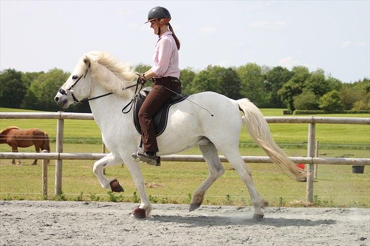Islænder KRISSA FRA ASHØJ - Tölt. billede 2