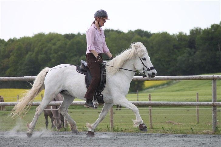 Islænder KRISSA FRA ASHØJ - Trav! billede 3