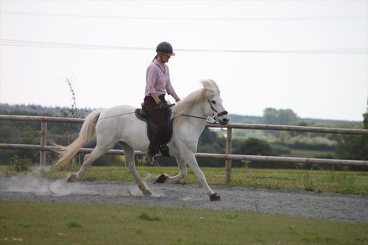 Islænder KRISSA FRA ASHØJ billede 4